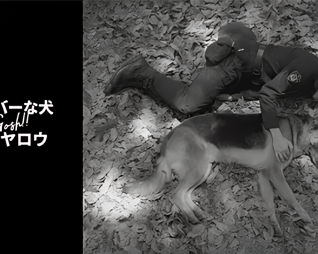 奥莉佛是狗，（天哪！！）这家伙 续篇